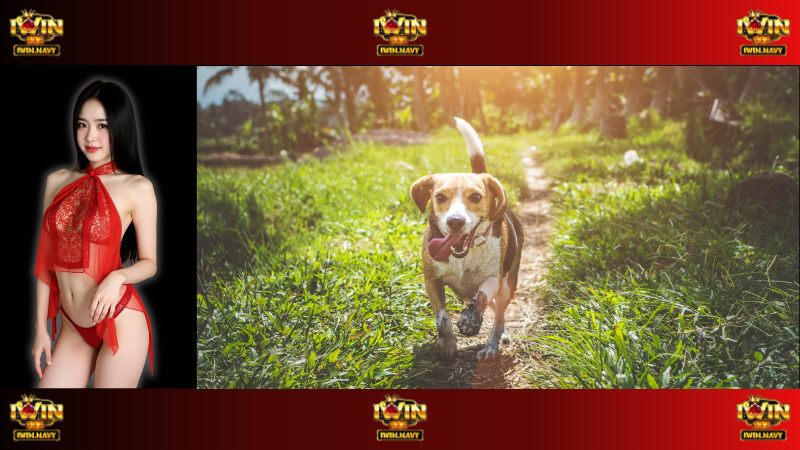 Mơ thấy chó đánh con gì cho may mắn?